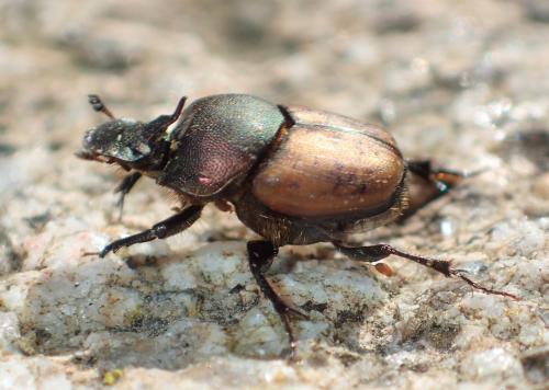 Onthophagus coenobita